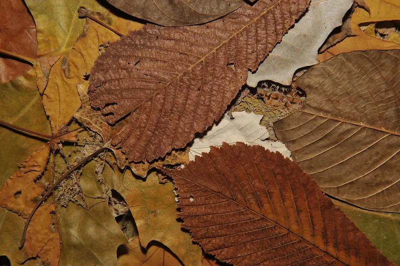 ��Ҷ����ͼ��-������