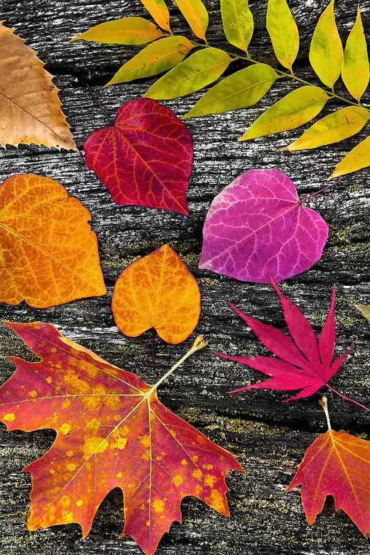 ��Ҷ����-������