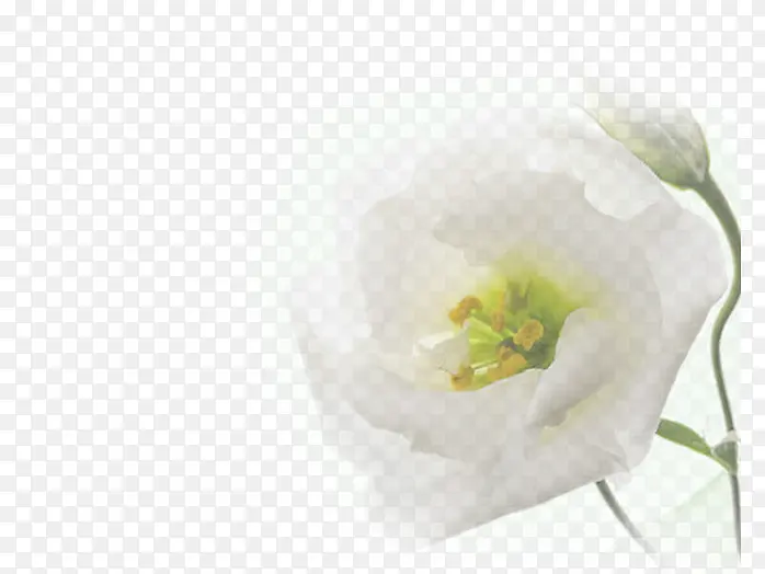 ��ɫ��-������