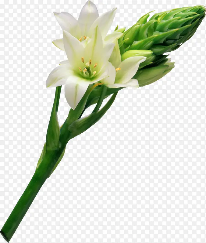 ��ɫ�ٺ�-������