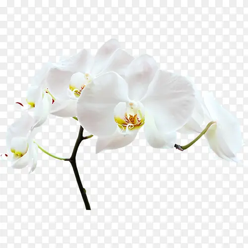 ��ɫ�ʻ�-������