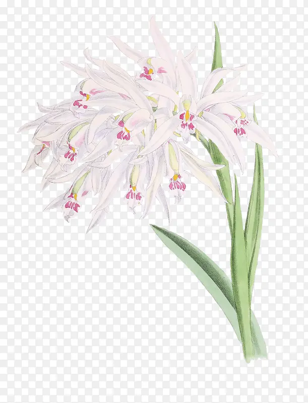 ˮ��ֲ��-������