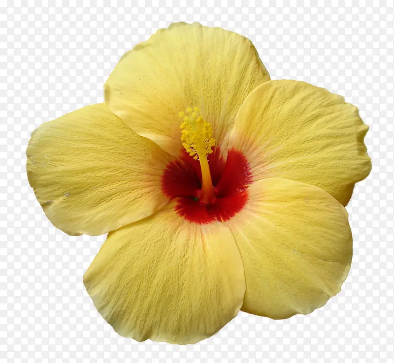 ��ɫ�Ļ�-������