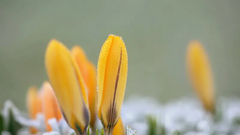 ������Ӱ��ɫС����-������