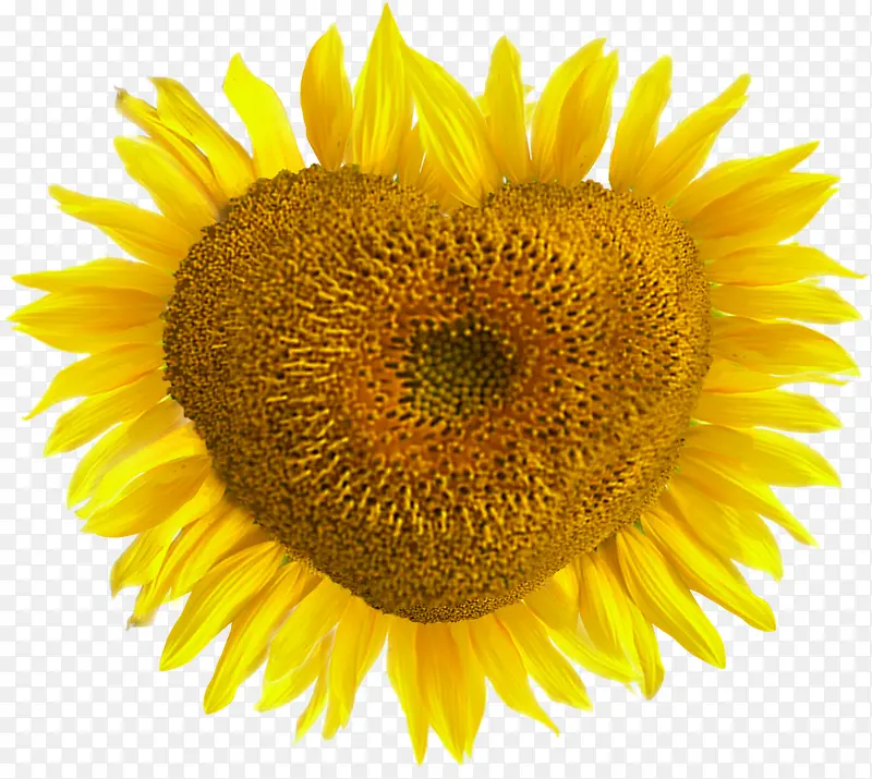 ֲ���ɫ�����ͻ���-������