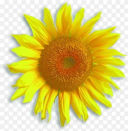 ��ɫ����ʱ�л���ֲ��-������