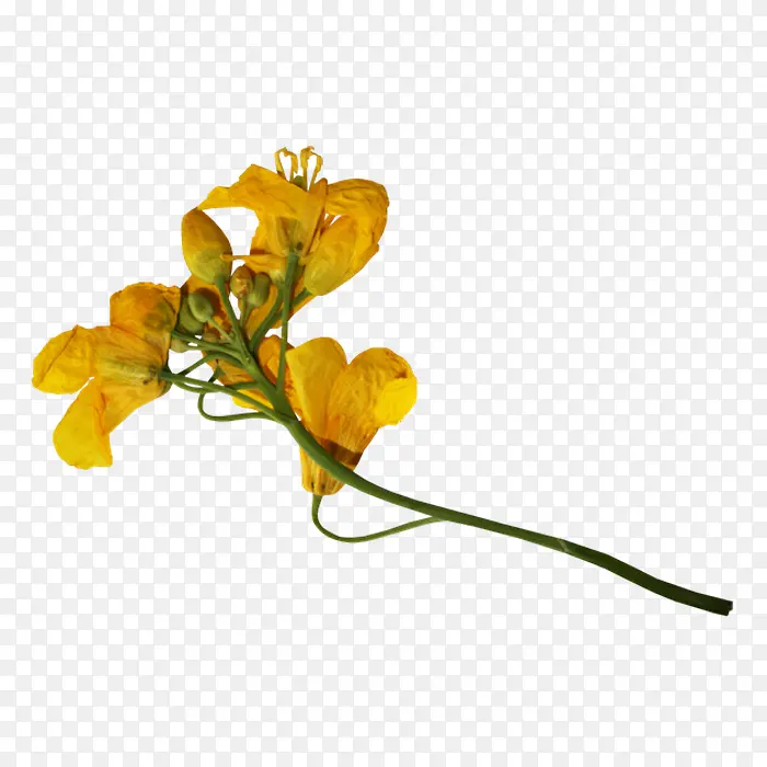 ��ɫ������֦��֦-������