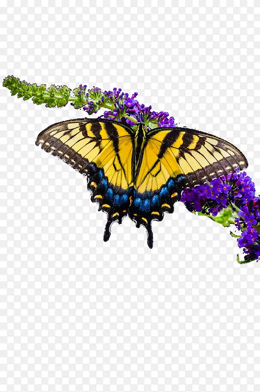 ��ɫ��������ɫ�����ز�-������