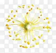 ��ɫ�ɰ�����ֲ��-������