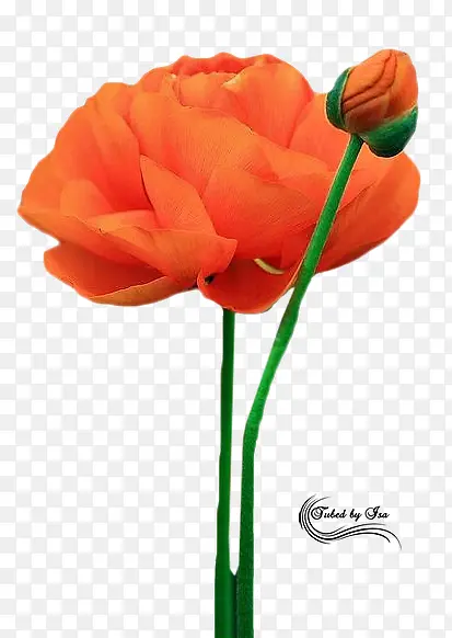 ��ɫ�ɰ����仨��-������