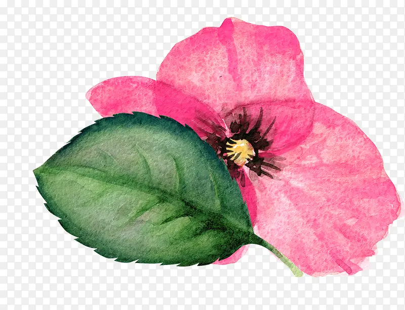 ˮ���ֻ���Ҷ-������