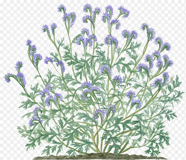 �ֻ�޹�²�-������