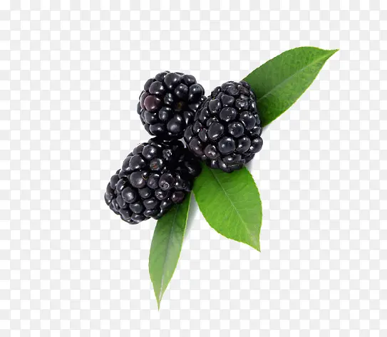 ��ɫˮ����Ҷ-������