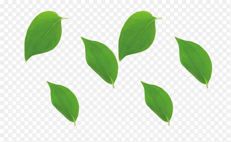 ��ͨ�ֻ���ɫҶ��-������