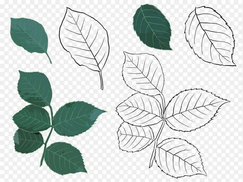 �ֻ�Ҷ��-������