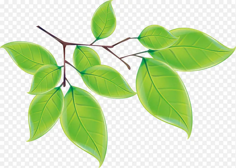 ��Ҷ�ز�-������