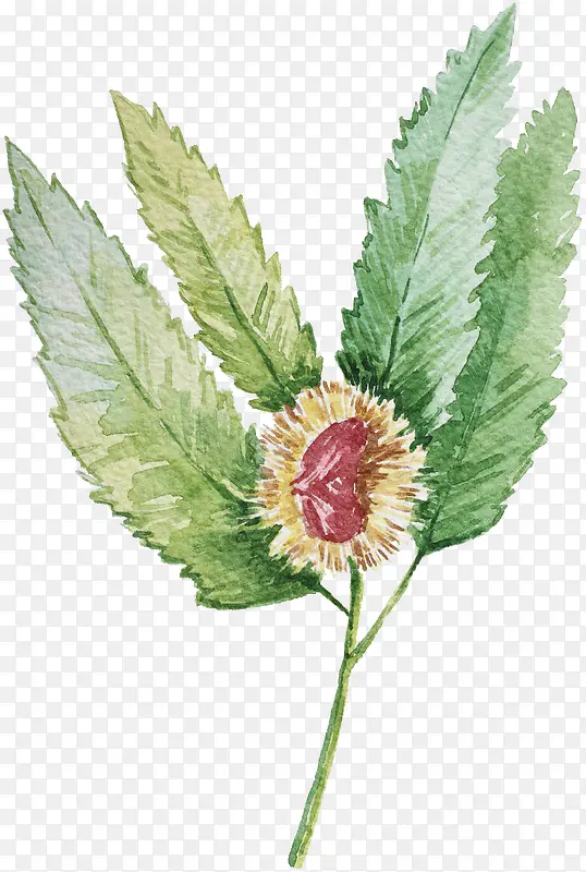 ˮ��ֲ��-������