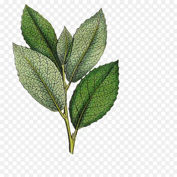 ��ɫ��Ҷ��-������