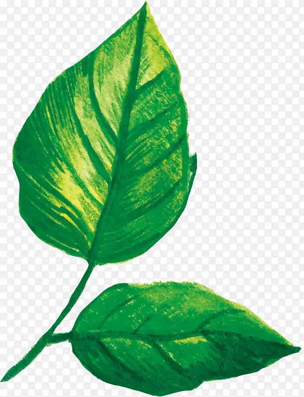 ��Ҷװ��-������