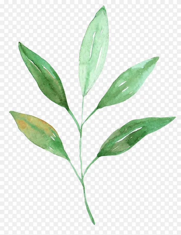 �ֻ�ˮ����Ҷ-������