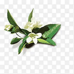 ��ɫС����Ҷ�ز�-������