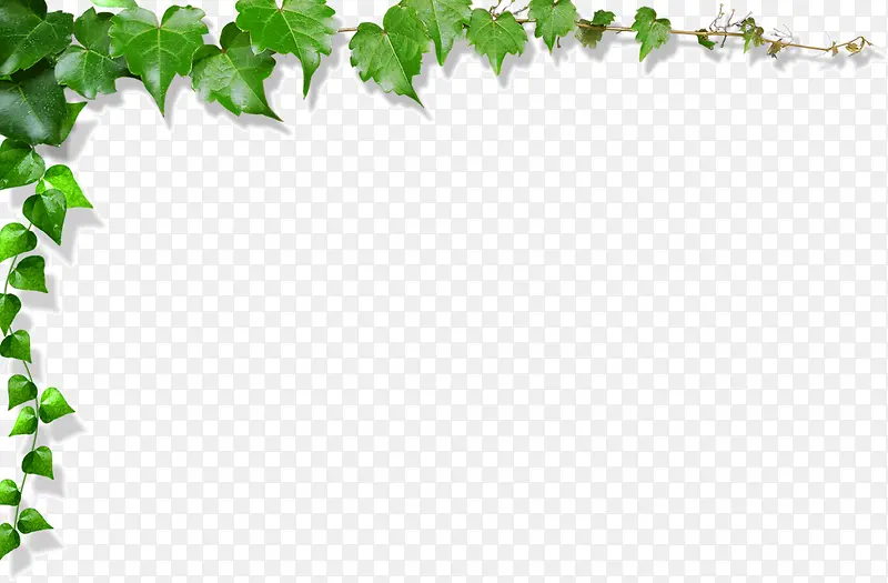 ��Ҷ�ı߿�-������