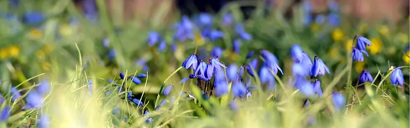 ��ɫ���䱳��-������