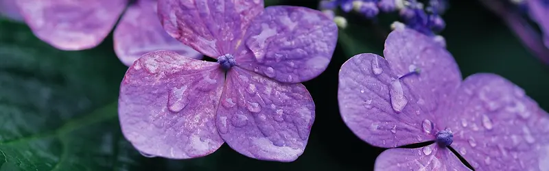 ���ܱ���-������