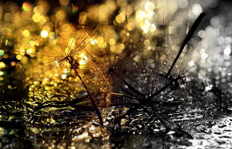 ��ɫҹ����֦�ƹ�-������