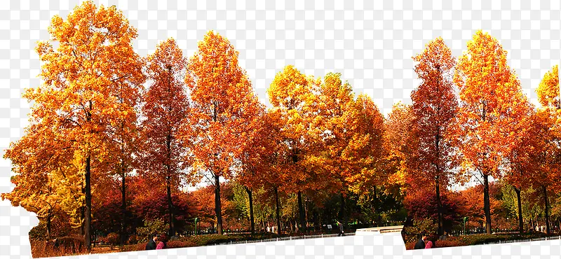 ��ɫ��Ҷ����ģ��-������