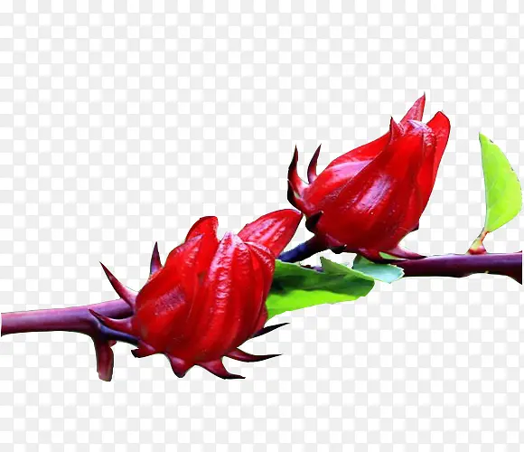 ��֦�ϵ�����ͼƬ�ز�-������