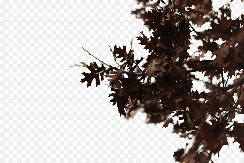 ��Ҷ��֦-������