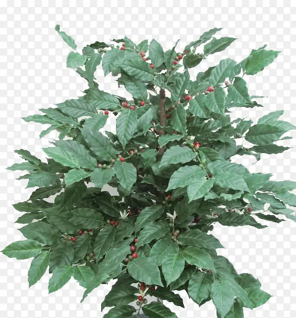 ��������Ҷ-������