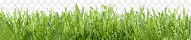 ��ɫС��-������