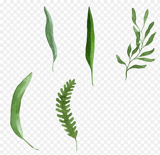 ��ͨС����Ҷ-������