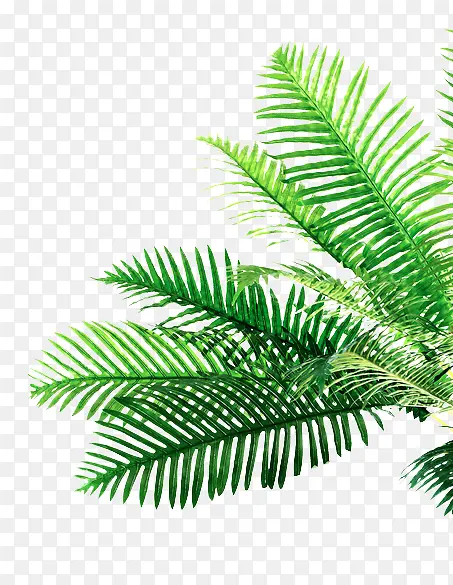 ��ɫʱ��װ��ֲ��-������