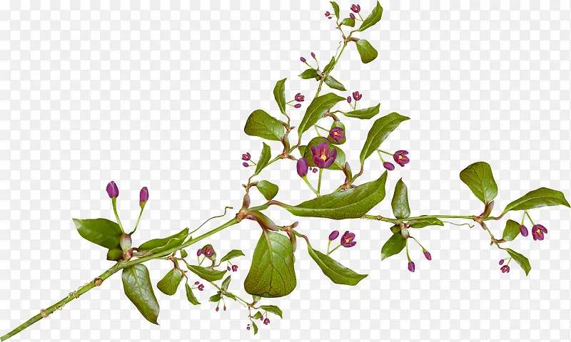 ֦Ҷ-������