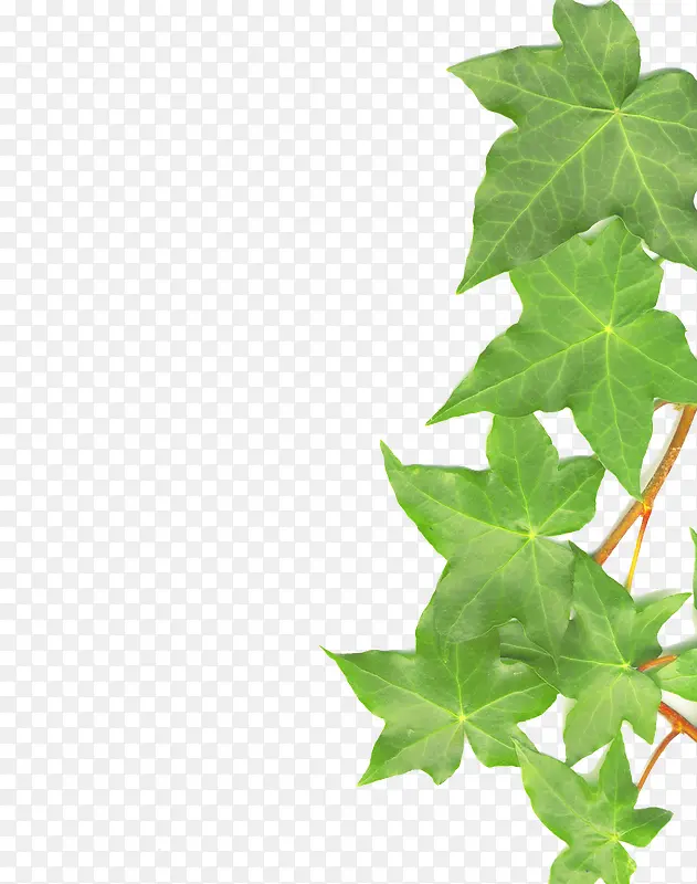 ��������֦-������