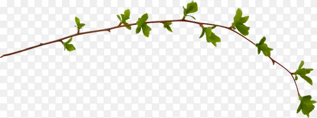 ��ɫ����ֲ����Ҷ��֦-������