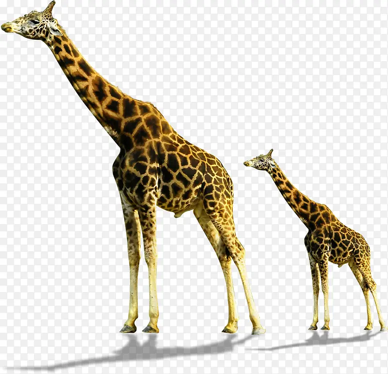 ����¹����ɰ�����-������