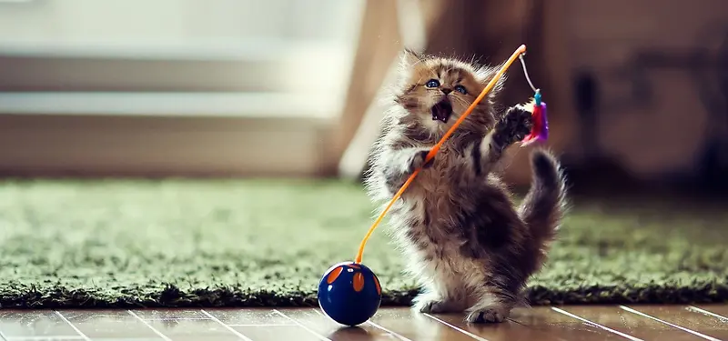 �ɰ�Сè����-������