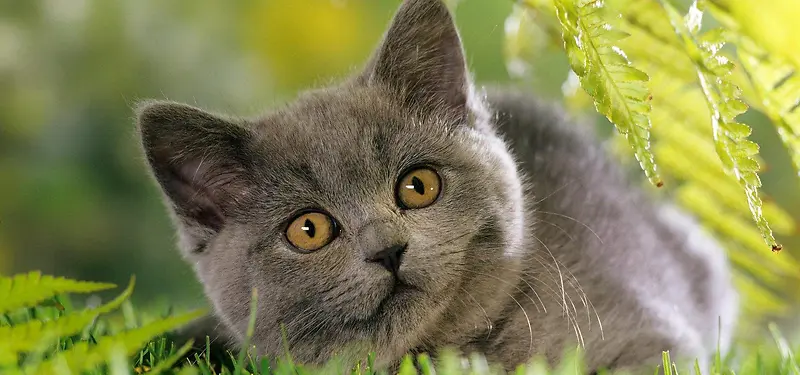 Сè���ﱳ��-������