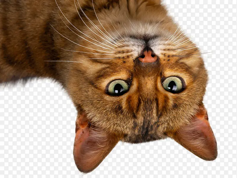 ����ɰ�-������