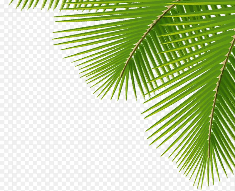 ����ɳ̲��Ӱ������Ҷ-������