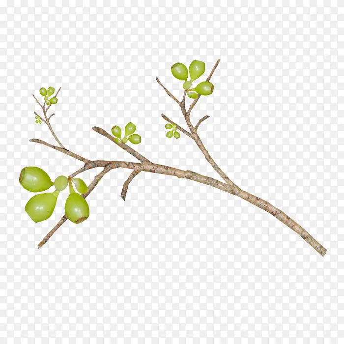 ��ٽ��Ź�ʵ�ĸ���֦-������