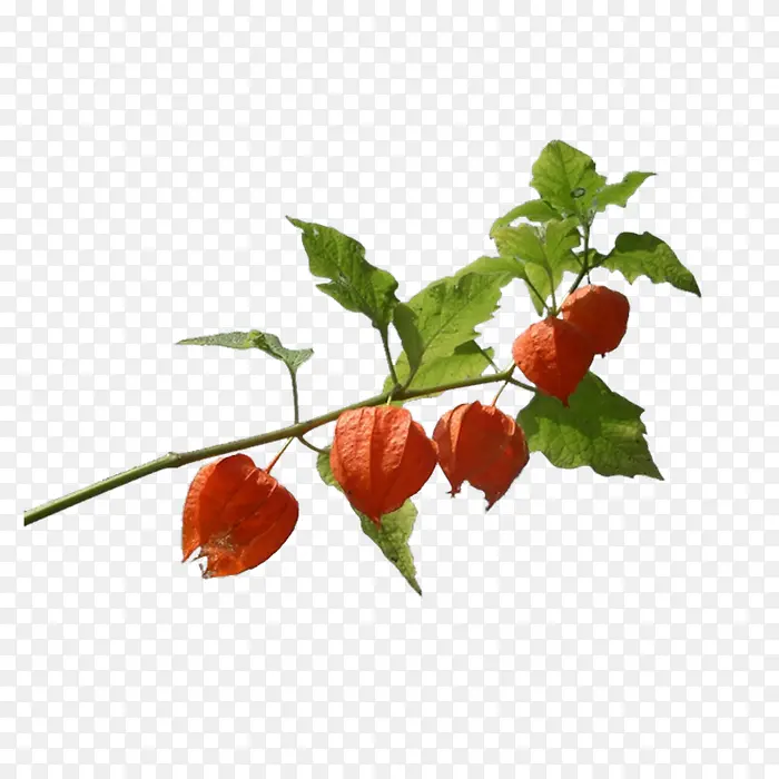 ���Ź�ʵ����֦���-������