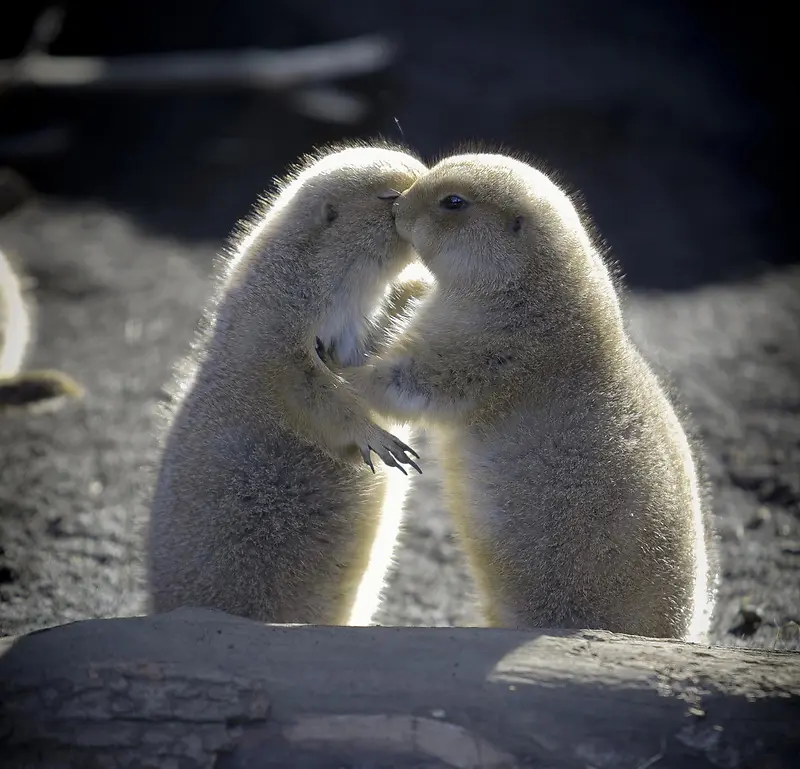 ��ɫ�ɰ���������-������