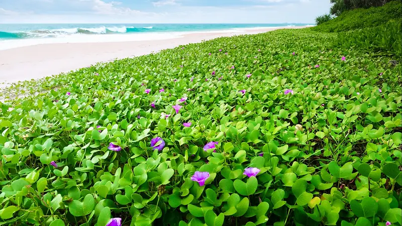 ���ߺɻ�������Ӱ-������