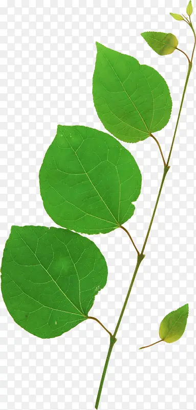 ������ʸ���ز� ��֦-������