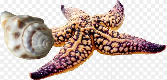 ɳ̲��Ӱ�������Ǳ���-������